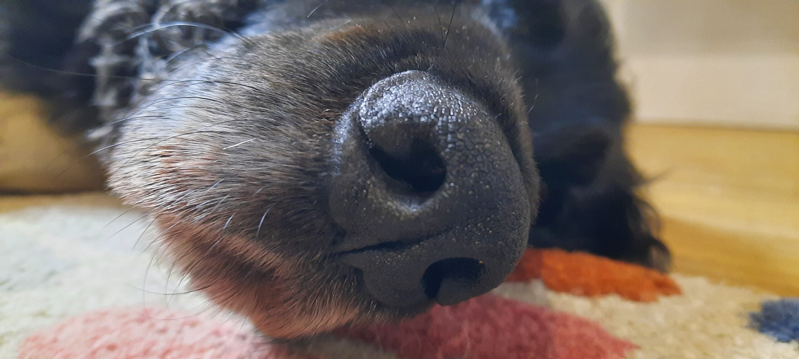 Picture of a nosey dog